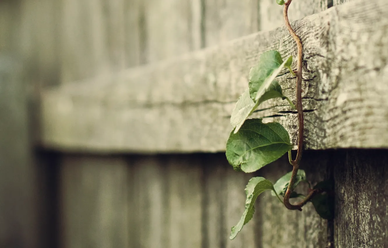 Photo wallpaper leaves, macro, tree, leaf, plant, plants, focus, blur