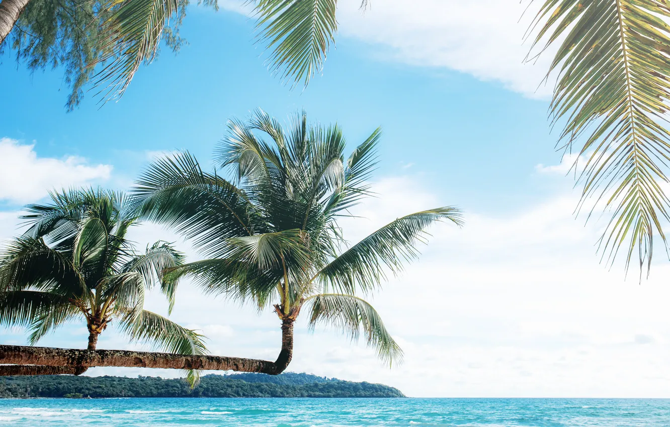 Photo wallpaper sea, beach, summer, the sky, palm trees, summer, beach, sea