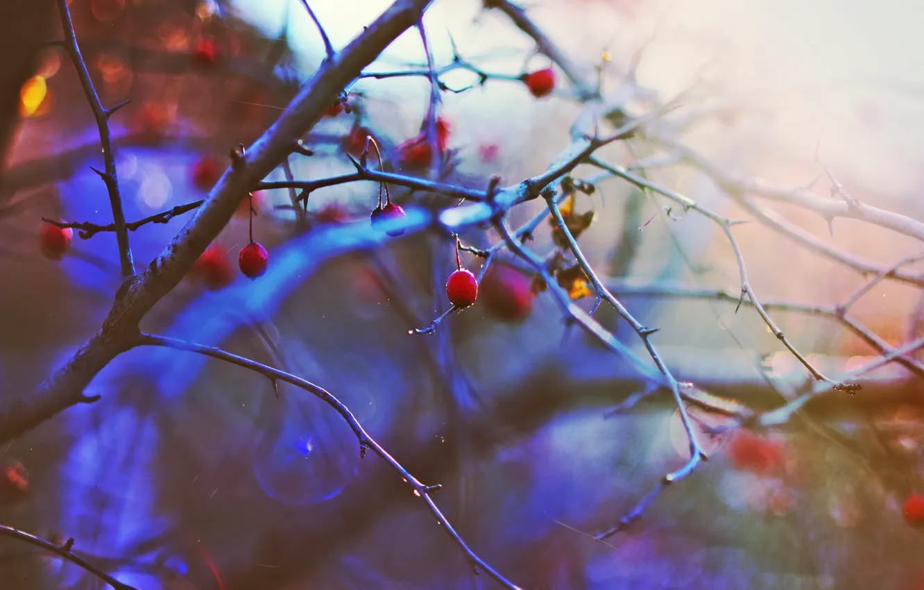 Photo wallpaper winter, the sun, sunset, berries, mood