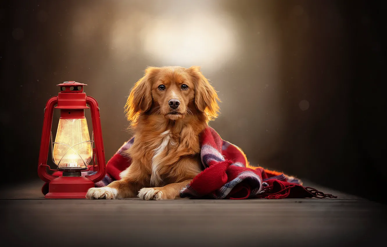 Photo wallpaper look, background, dog, lantern, plaid, bokeh, Nova Scotia duck tolling Retriever