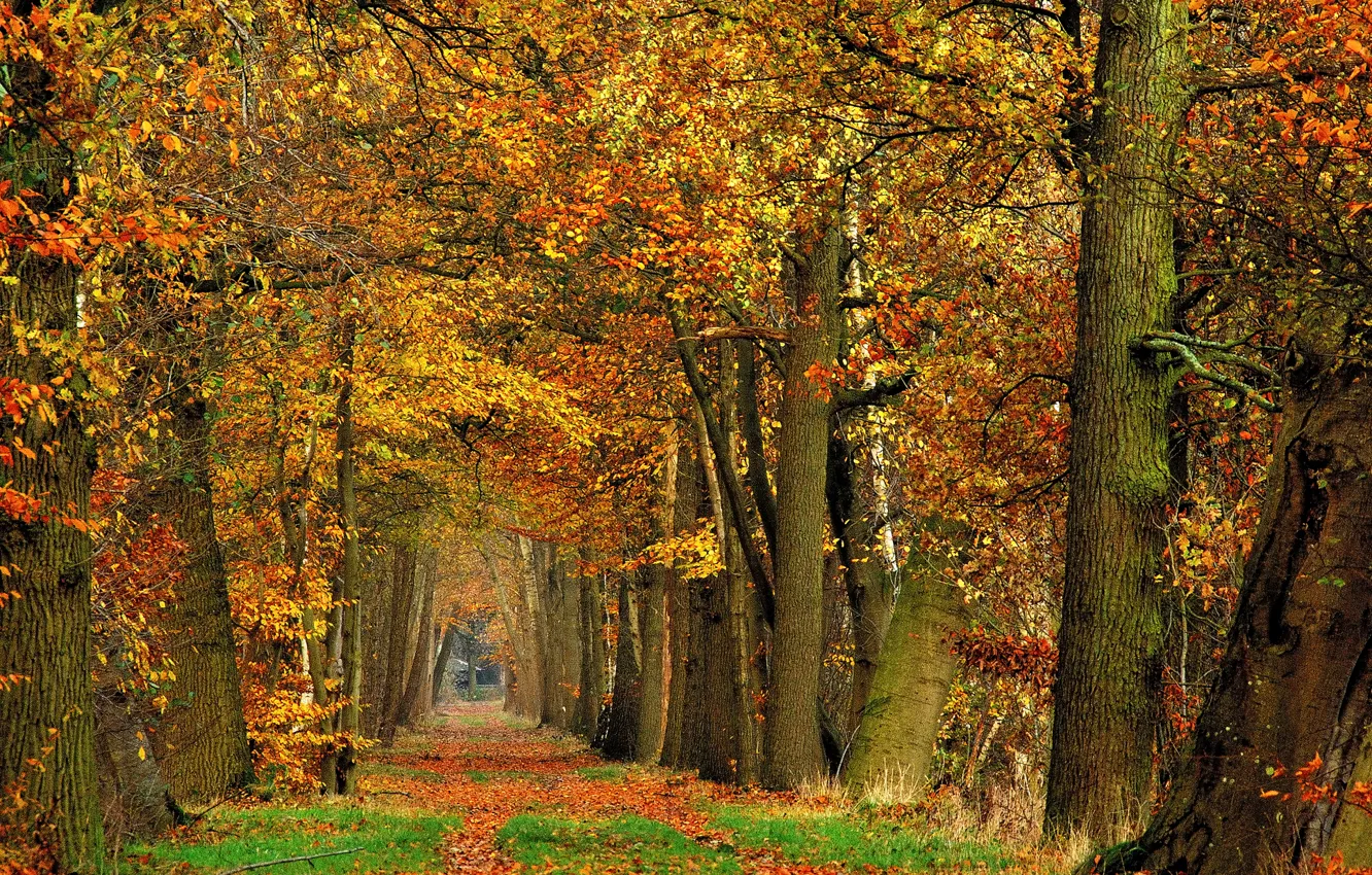 Photo wallpaper autumn, forest, trees, foliage, track, forest, falling leaves, trees