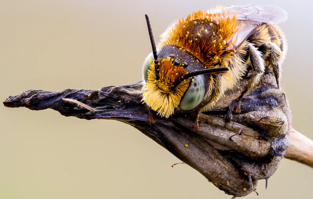 Photo wallpaper eyes, macro, nature, bee, background, macro, pollen, plant