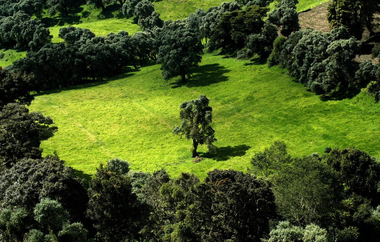Photo wallpaper greens, field, trees