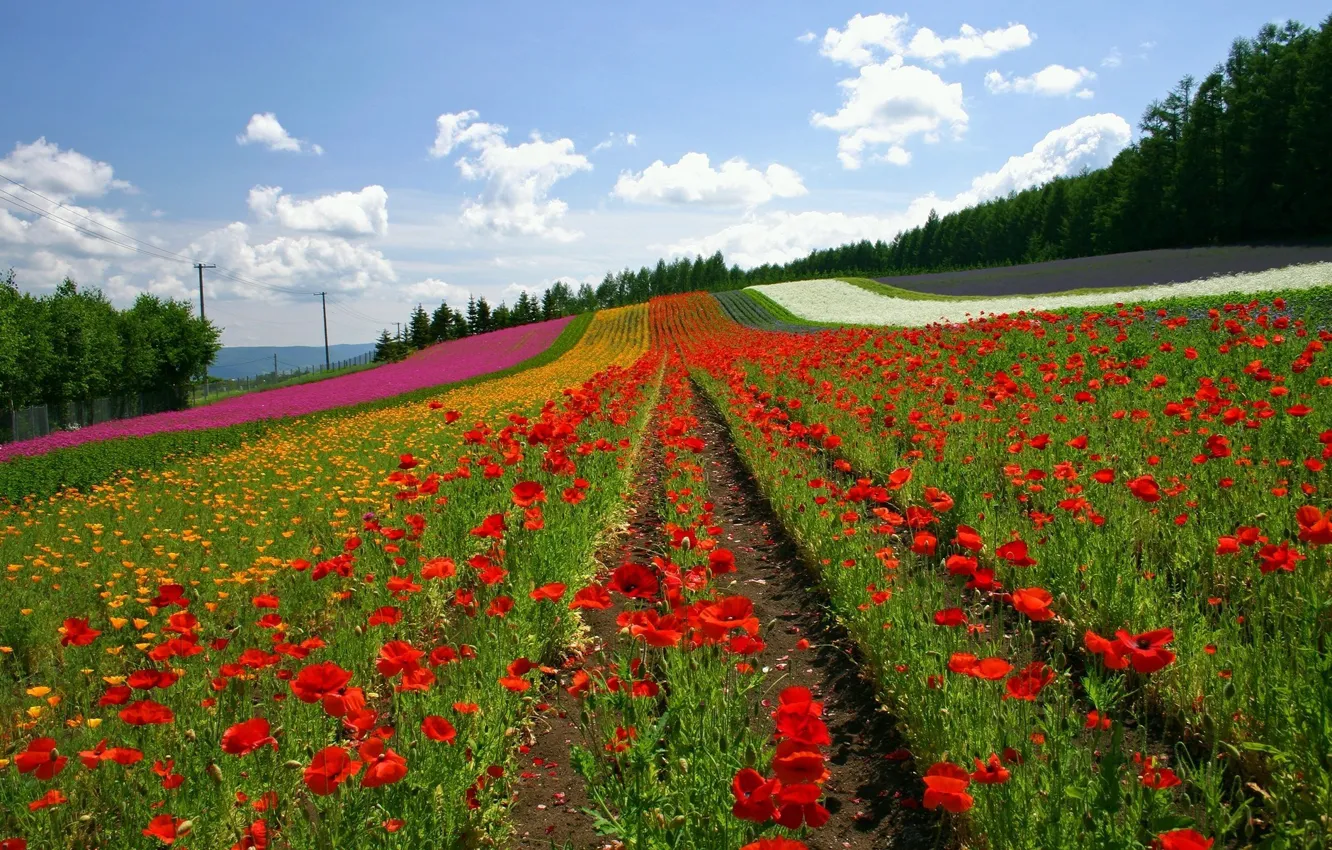 Photo wallpaper field, clouds, hills
