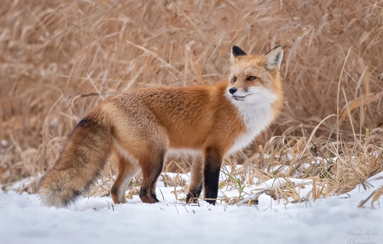 Photo wallpaper winter, grass, snow, nature, Fox, red, Fox, bokeh