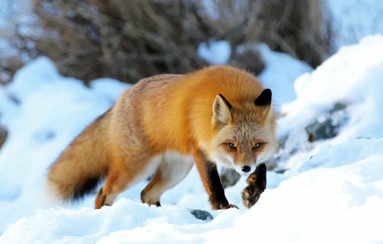 Photo wallpaper winter, snow, nature, animal, Alaska, Fox, Fox