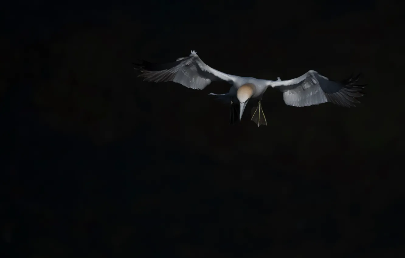 Photo wallpaper background, bird, flight