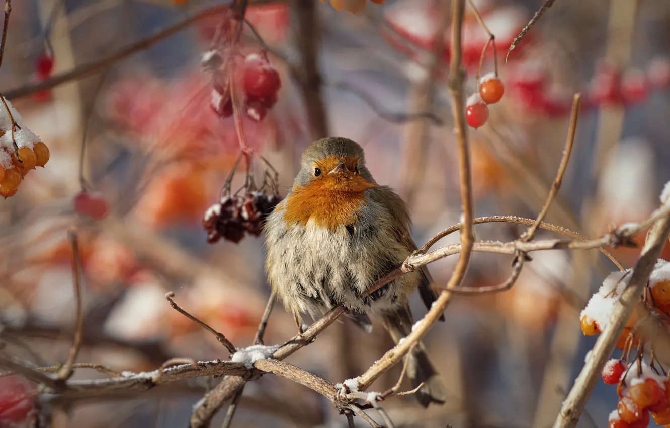 Photo wallpaper winter, branches, berries, bird, Robin