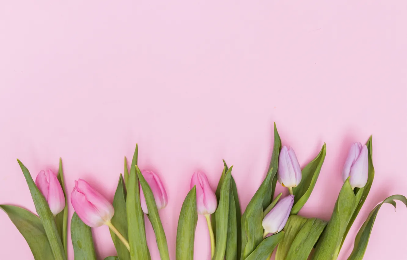Photo wallpaper flowers, tulips, pink, fresh, pink, flowers, tulips, spring