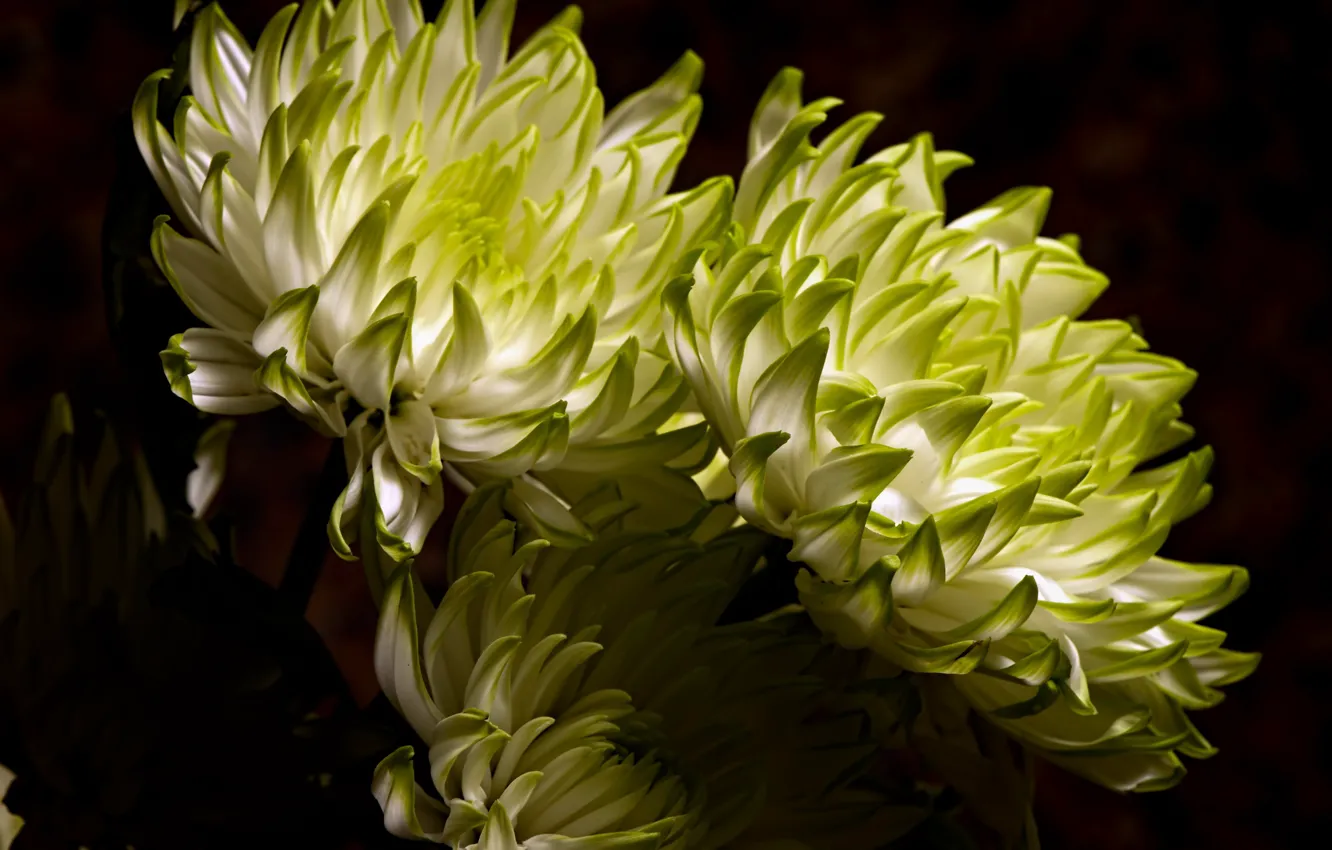 Photo wallpaper flowers, nature, background