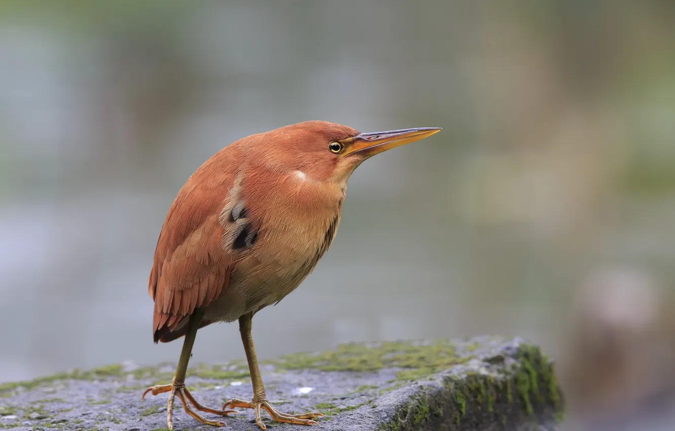 Photo wallpaper background, bird, bittern