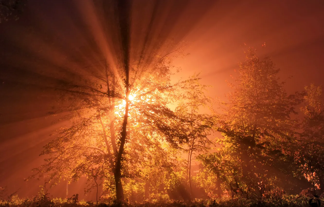Photo wallpaper the sun, rays, trees, dawn, the fence, the bushes