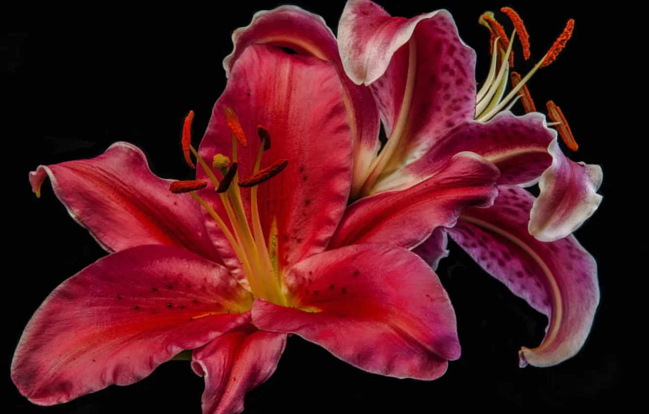 Photo wallpaper flowers, Lily, petals