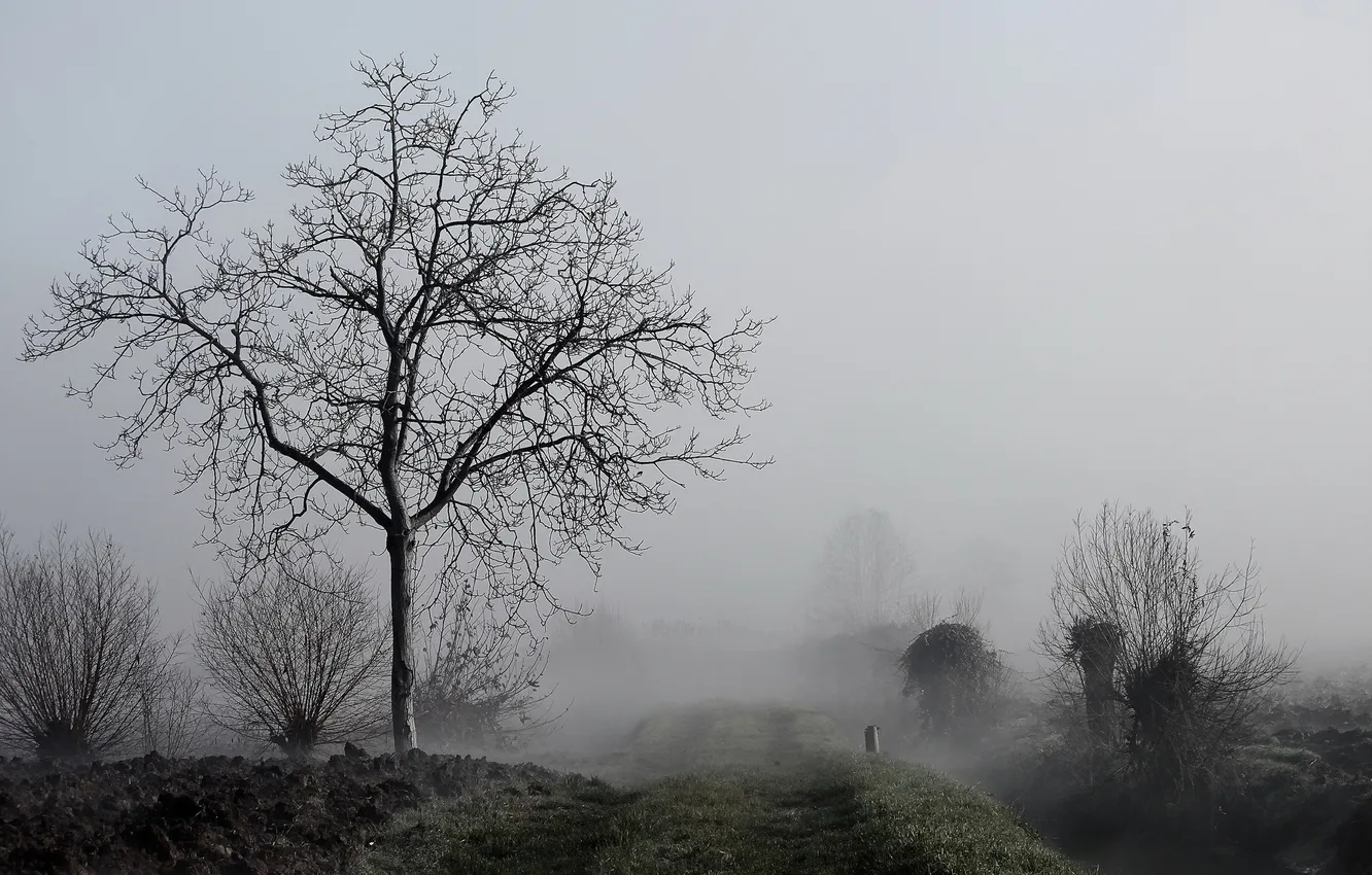 Photo wallpaper trees, nature, fog, morning