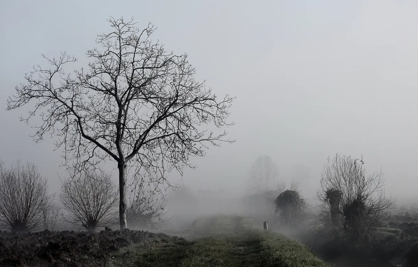 Photo wallpaper nature, fog, tree, morning