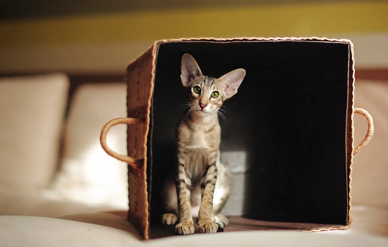 Photo wallpaper cat, look, background