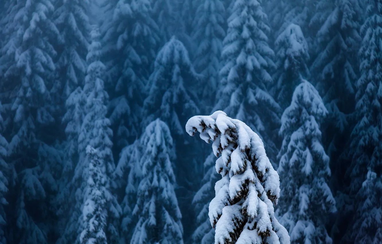 Photo wallpaper winter, forest, snow, fog