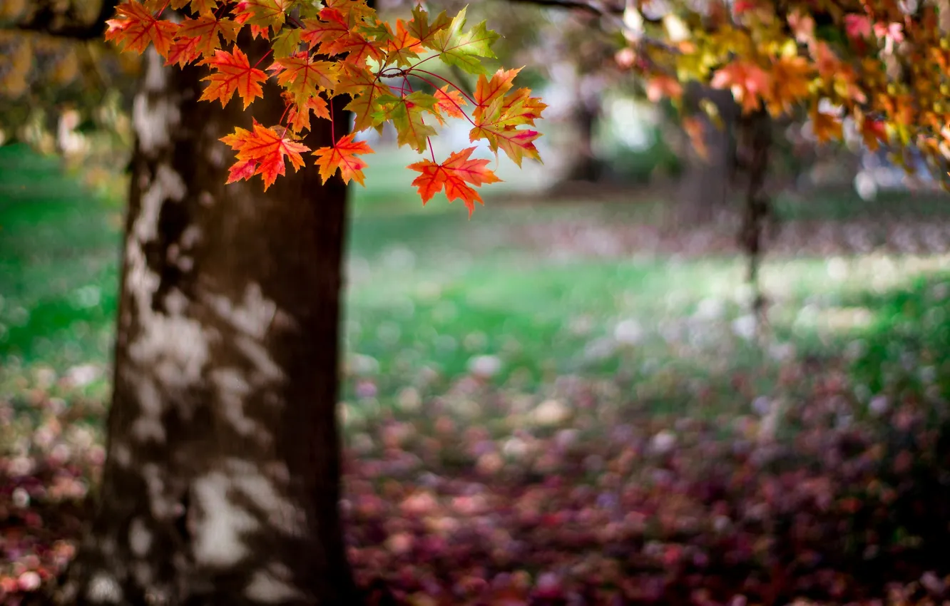 Photo wallpaper autumn, trees, nature
