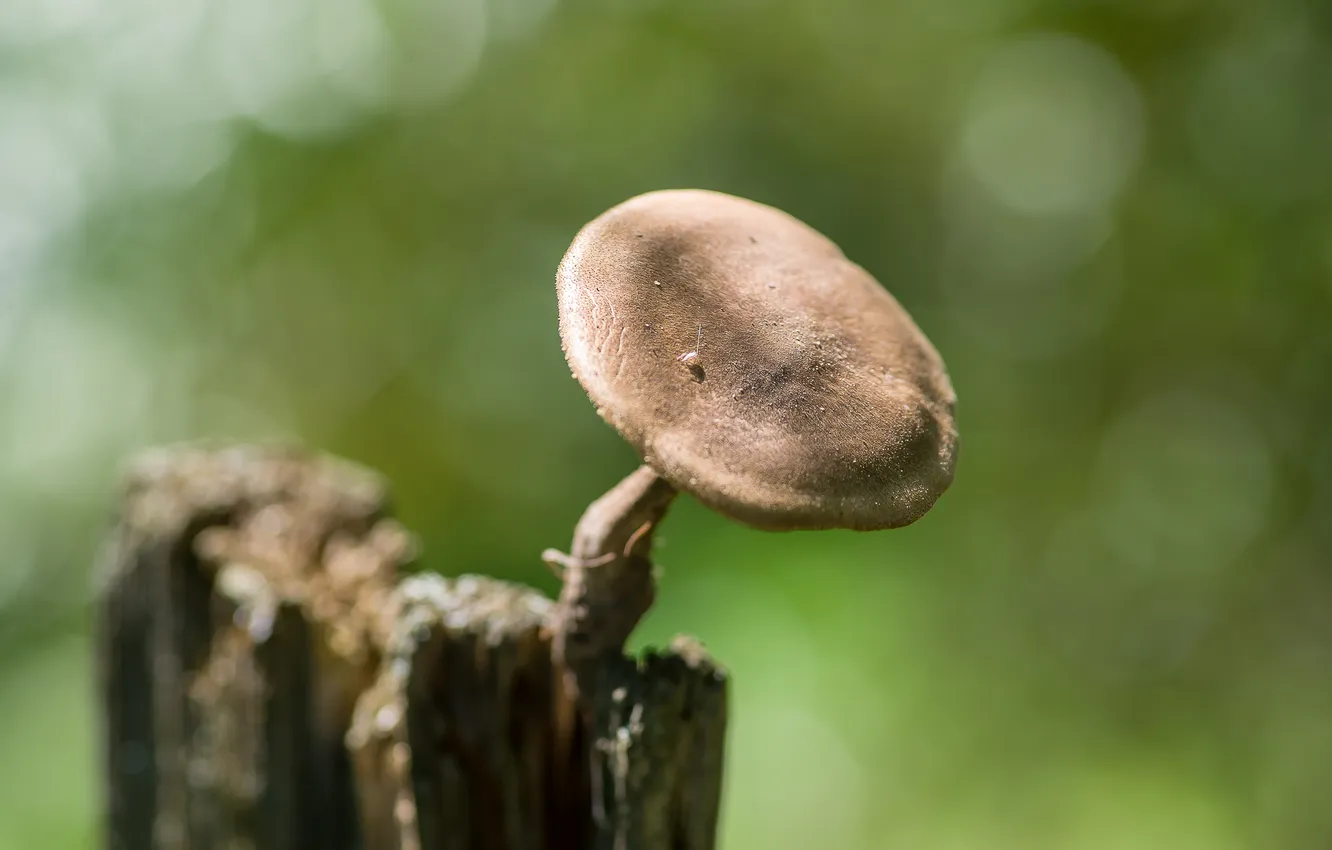 Photo wallpaper macro, mushrooms, bokeh