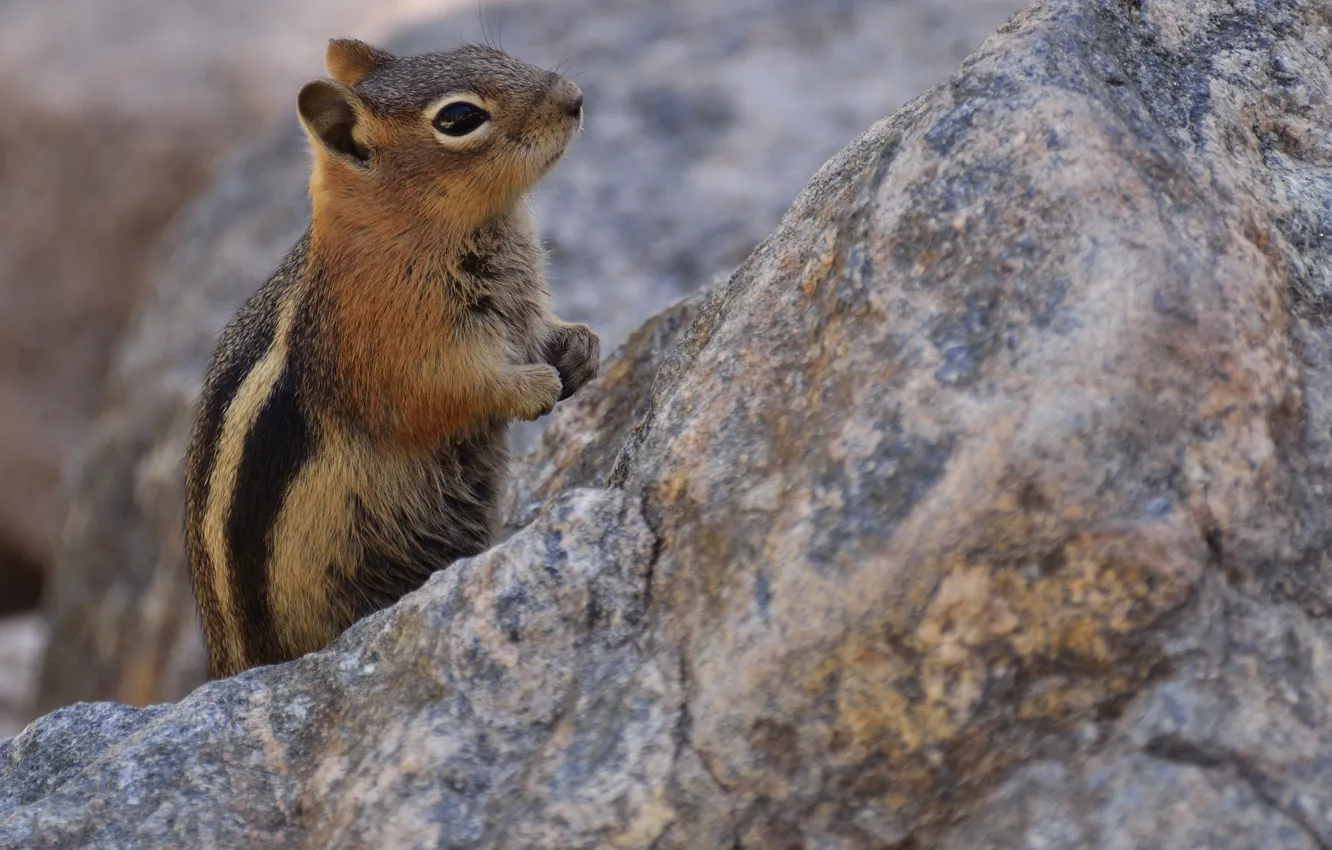 Photo wallpaper Chipmunk, stand, bokeh, rodent