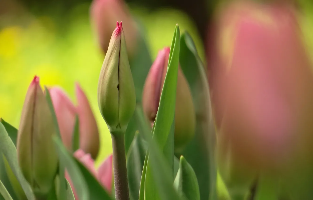 Photo wallpaper flowers, spring, tulips, pink, buds