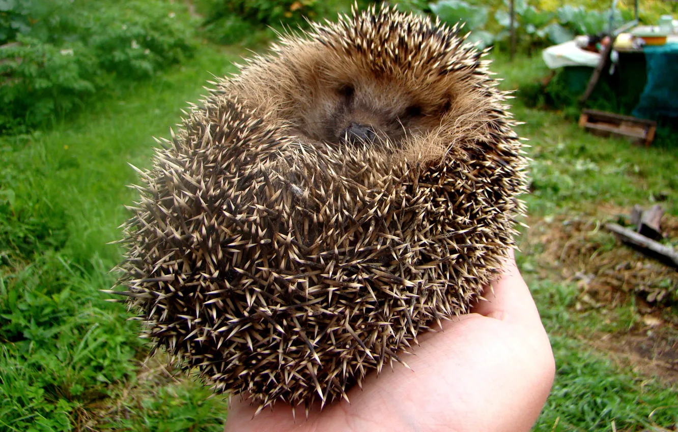 Photo wallpaper tangle, hands, barb, hedgehog, hedgehog in the hand