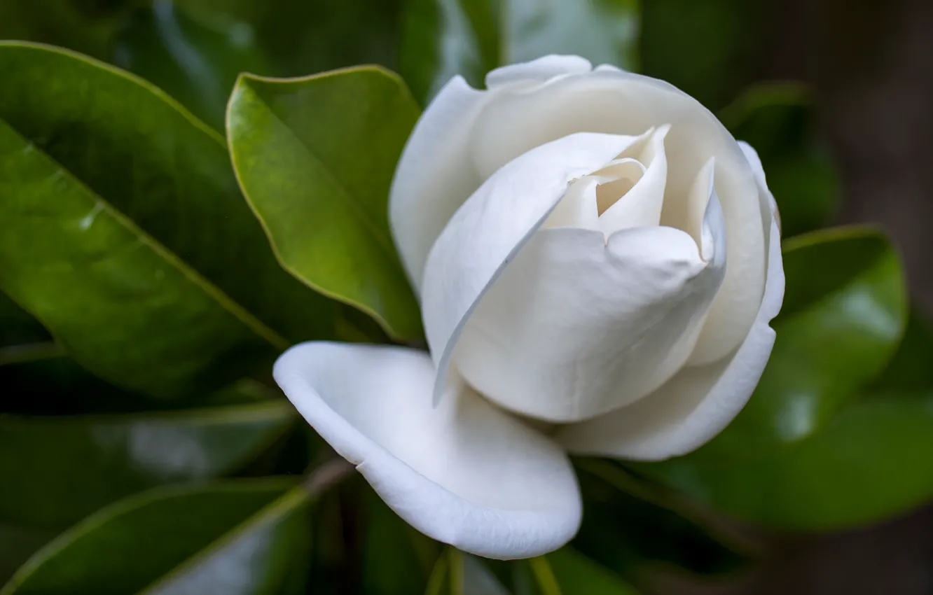 Photo wallpaper white, macro, buds, Gardenia