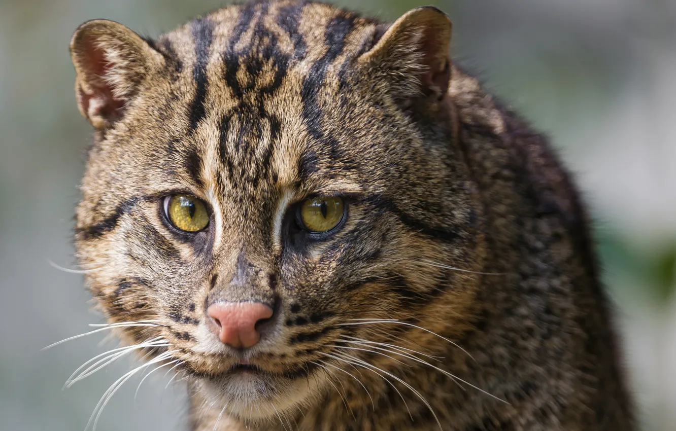 Photo wallpaper cat, cat, look, face, ©Tambako The Jaguar, fishing cat, kot Rybolov, angler