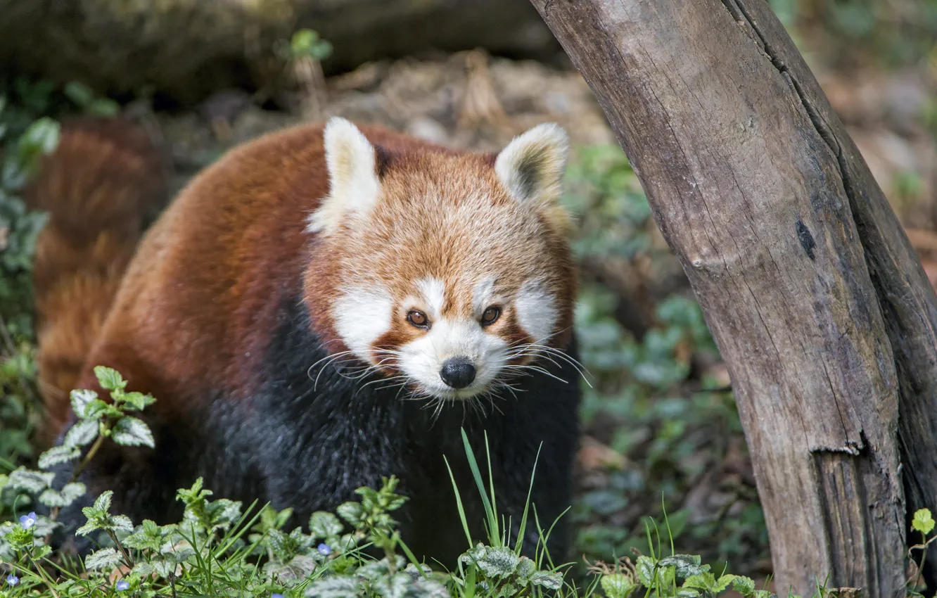 Photo wallpaper nature, background, red Panda, bokeh, the trunk of the tree
