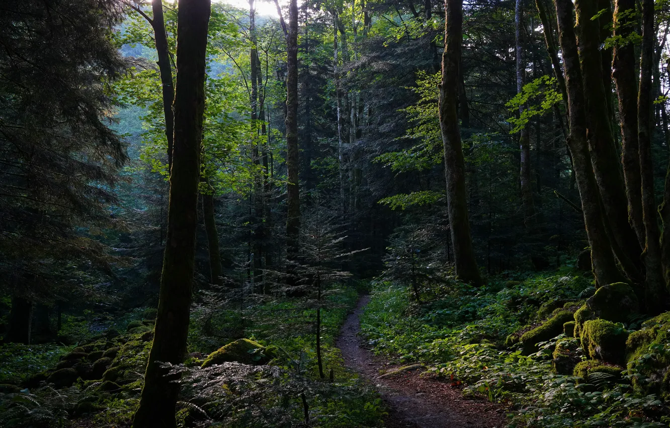 Photo wallpaper forest, trees, branches, stones, thickets, foliage, moss, twilight