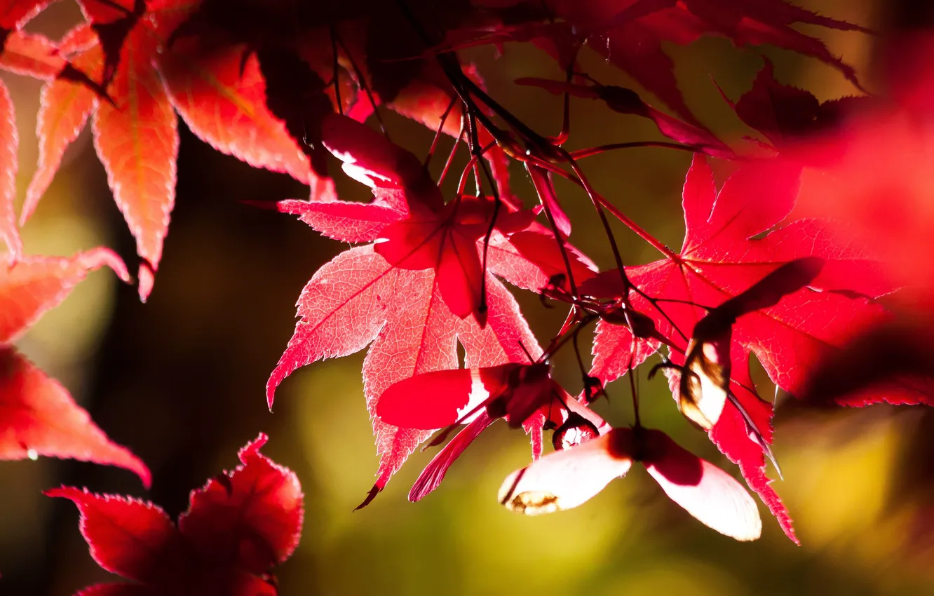 Photo wallpaper autumn, leaves, light, red, maple, bokeh, autumn leaves