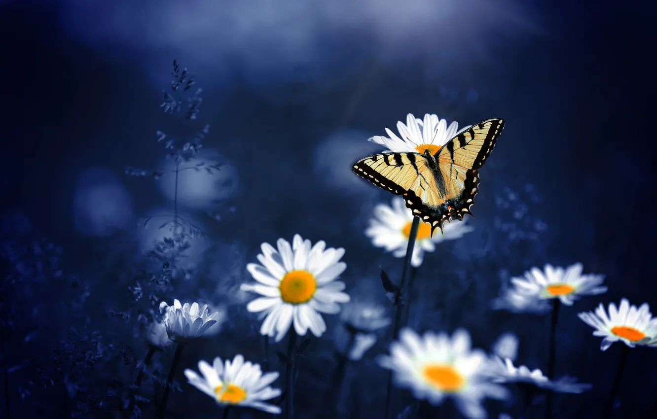 Photo wallpaper macro, flowers, butterfly, chamomile