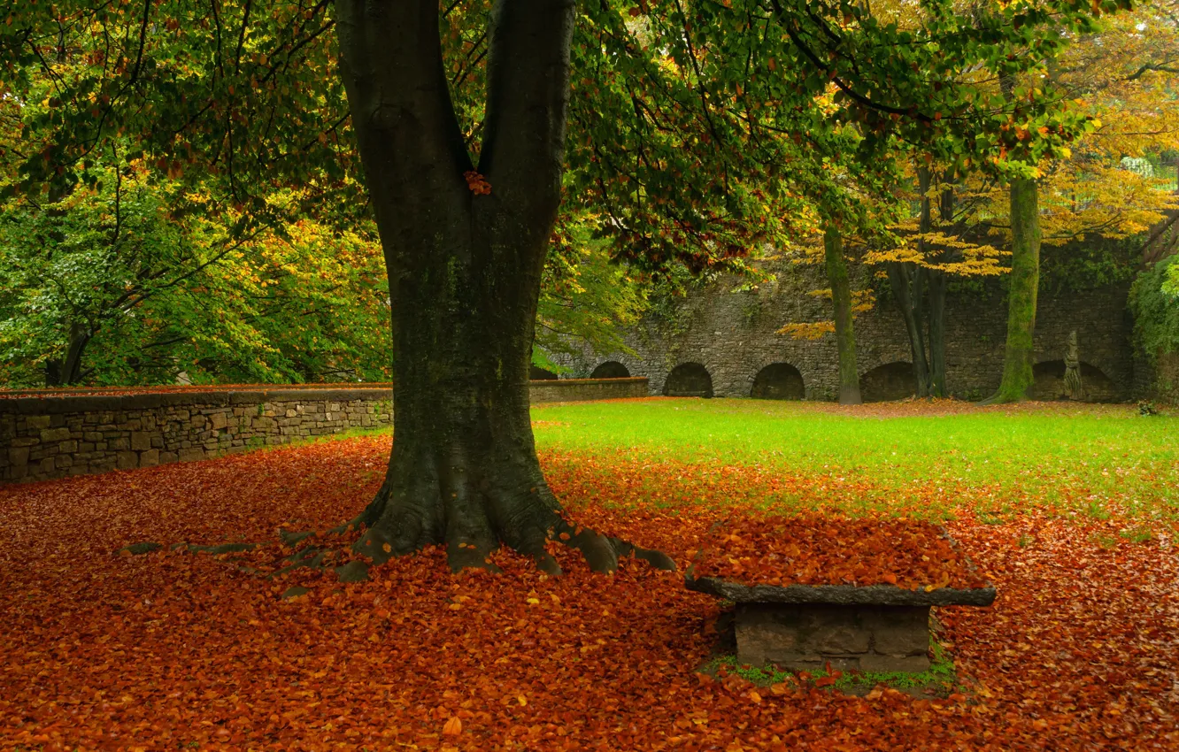Photo wallpaper autumn, grass, leaves, tree