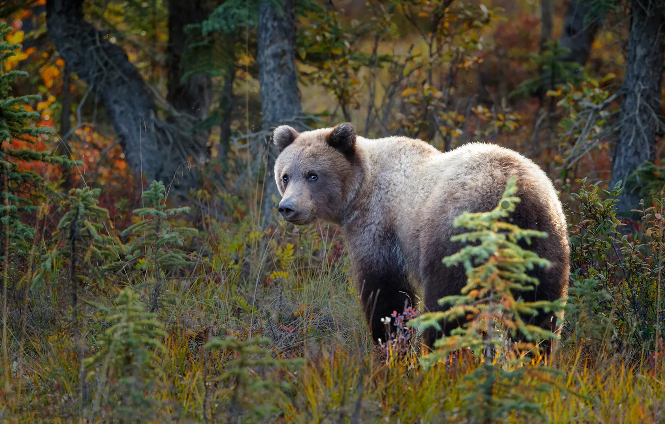Photo wallpaper autumn, forest, bear, bear, young, teen