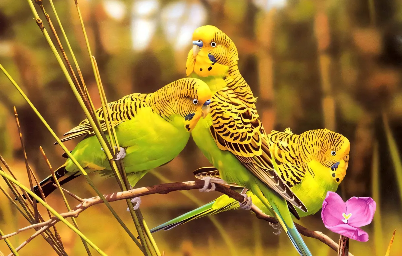 Photo wallpaper bird, parrot, budgies