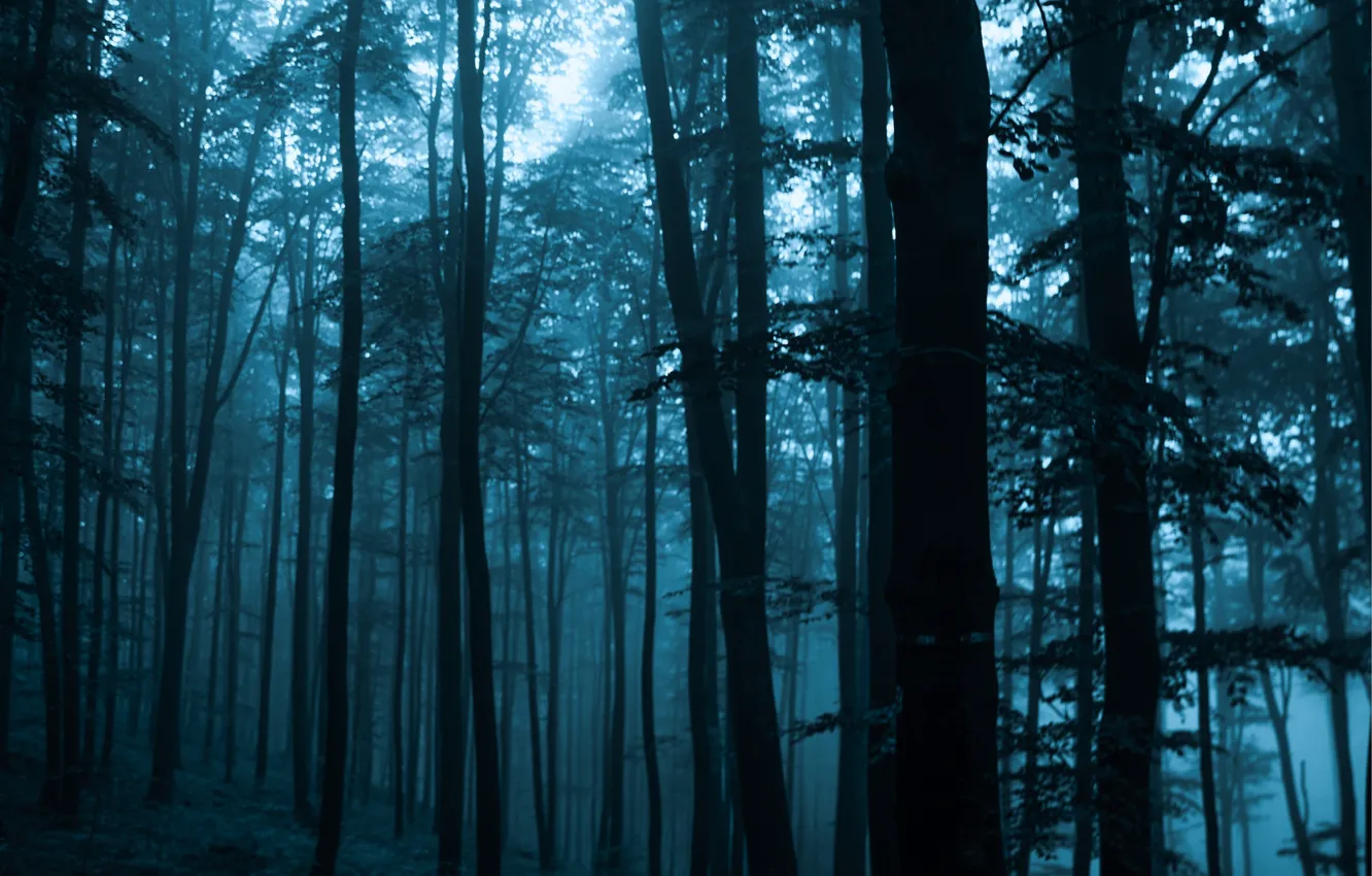 Photo wallpaper forest, trees, nature, fog
