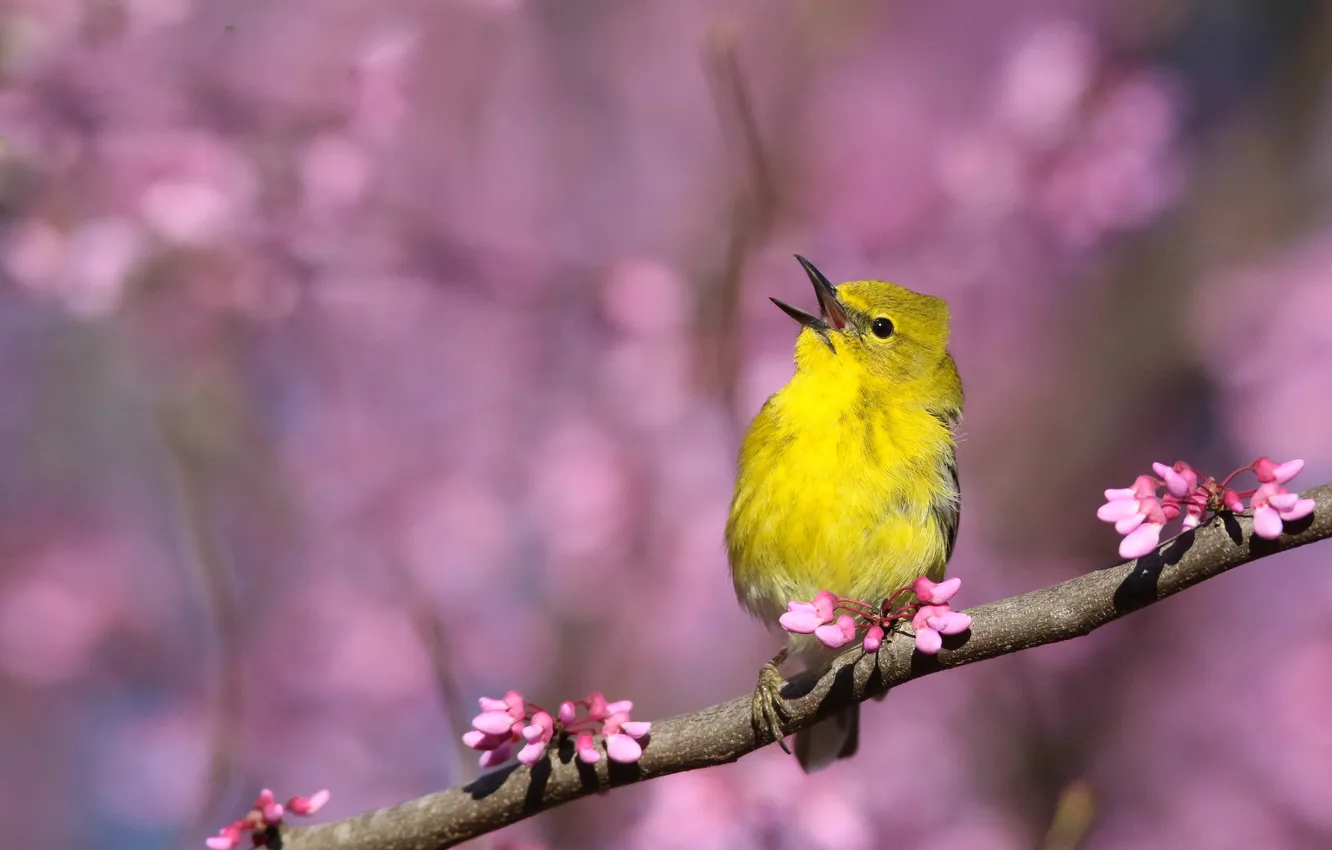 Photo wallpaper flowers, branches, bird, spring, flowering, bokeh
