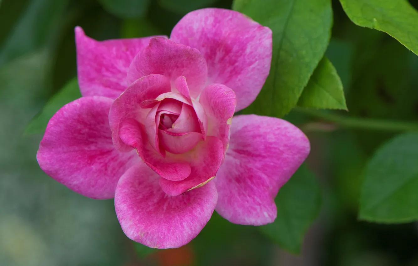 Photo wallpaper pink, rose, petals