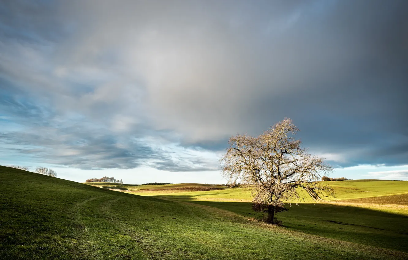Photo wallpaper field, the sky, tree, morning, Germany, Germany, Bavaria, Sirchenried