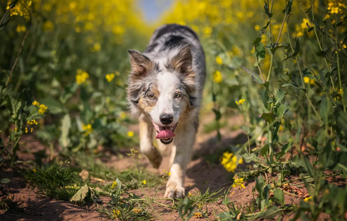 Photo wallpaper nature, each, dog