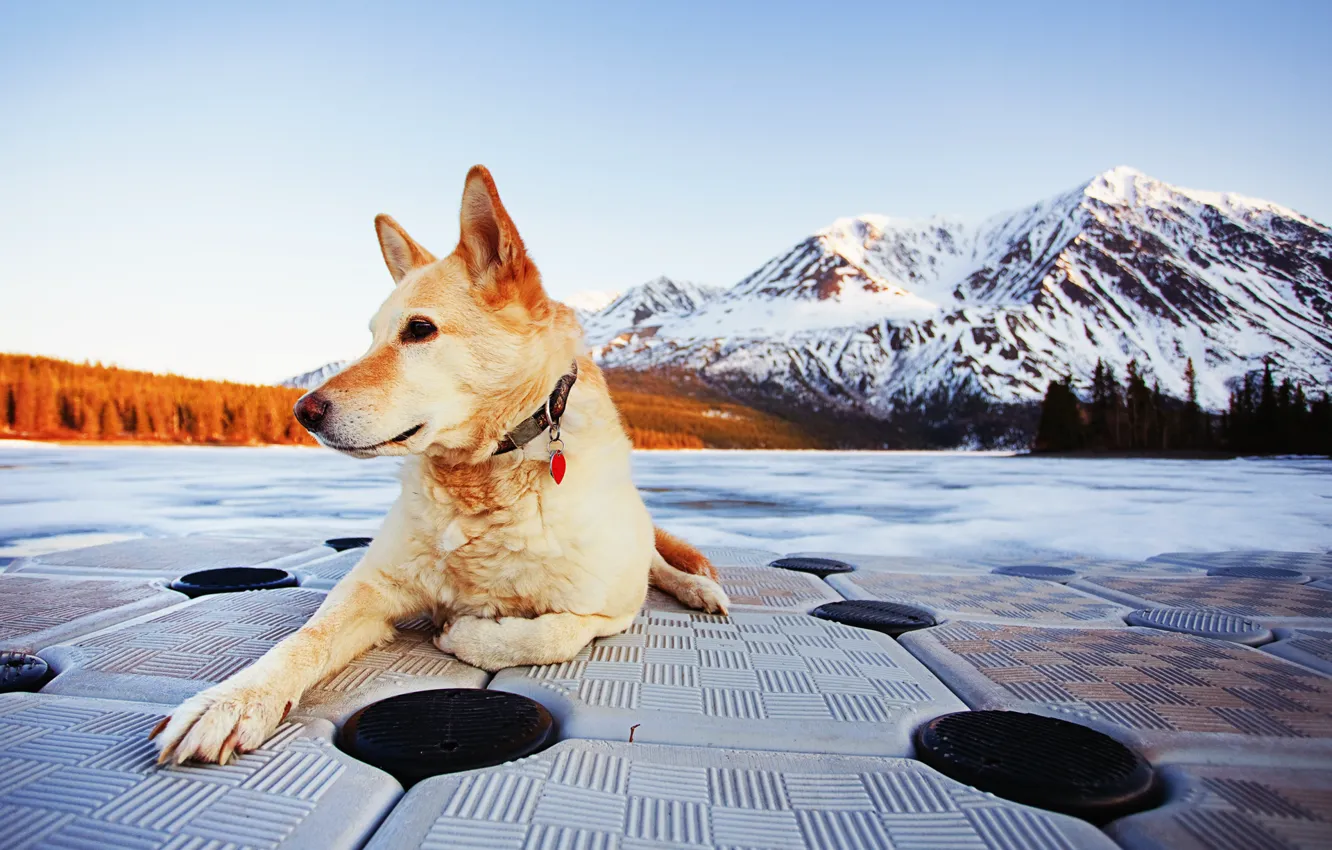 Photo wallpaper autumn, mountains, river, dog