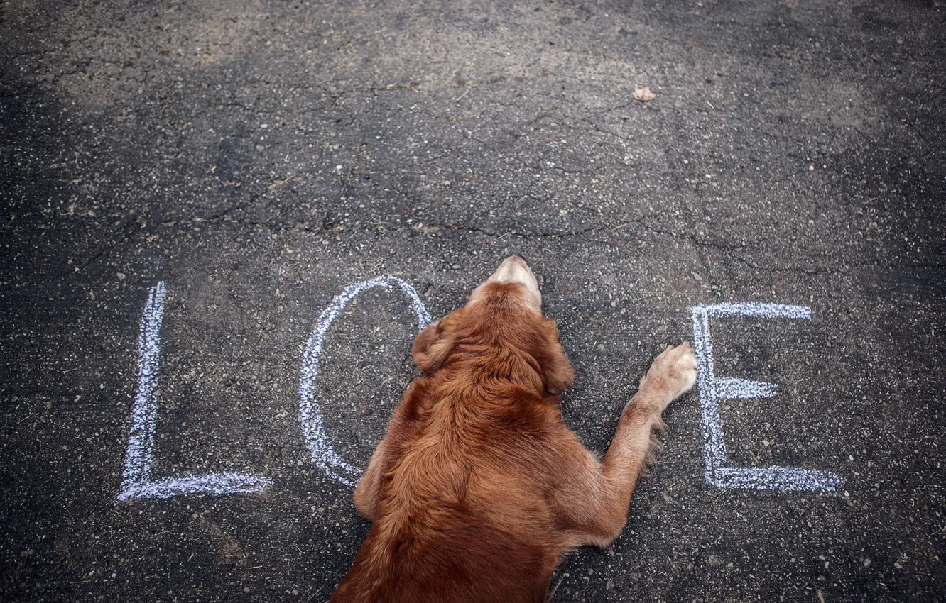 Photo wallpaper street, dog, words