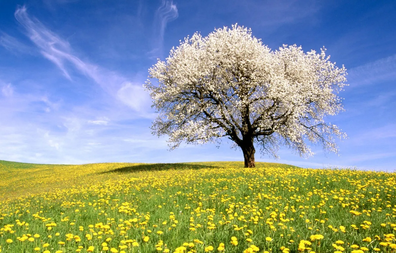 Photo wallpaper trees, landscape, sunlight