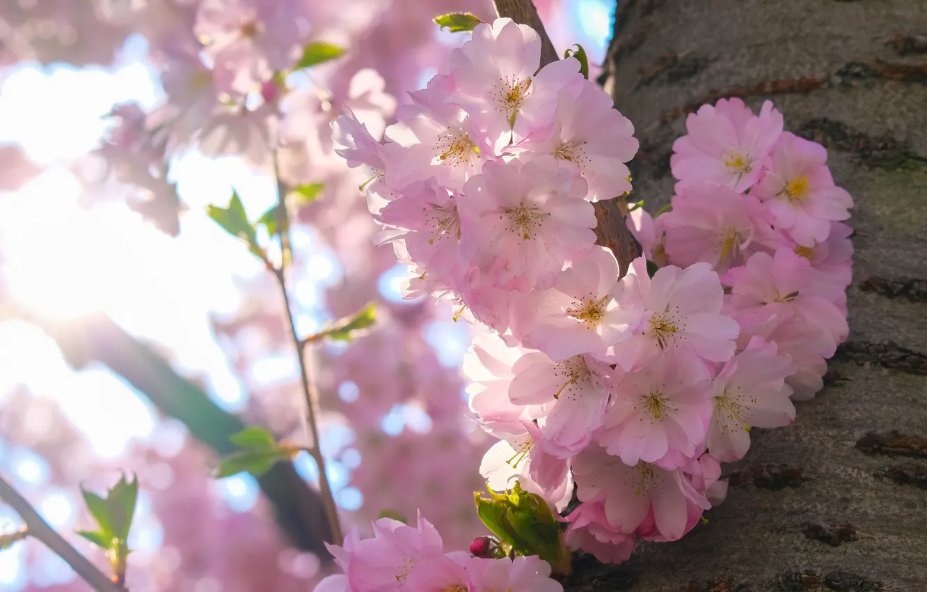 Photo wallpaper light, flowers, branches, cherry, tree, mood, spring, Sakura