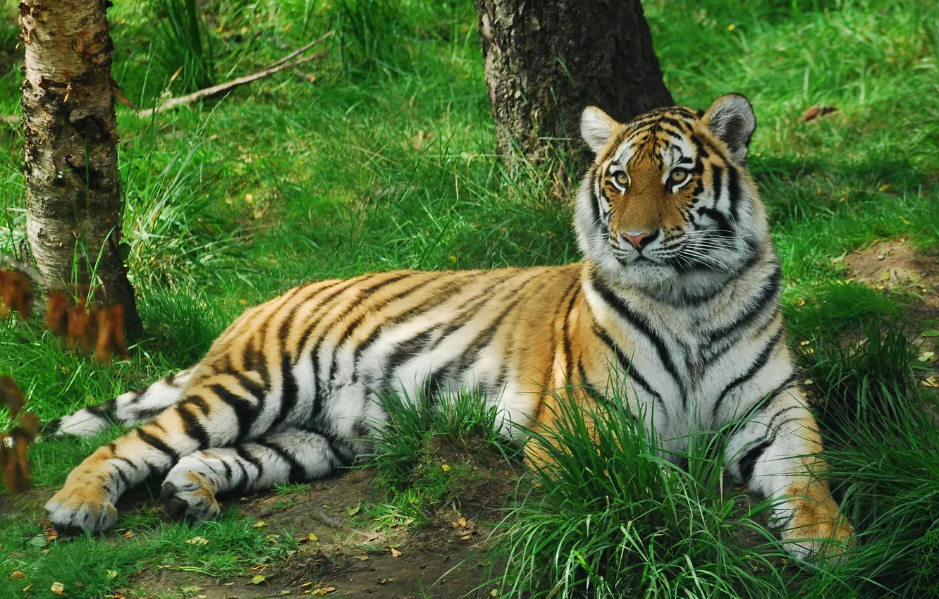 Photo wallpaper cat, grass, tiger, Amur