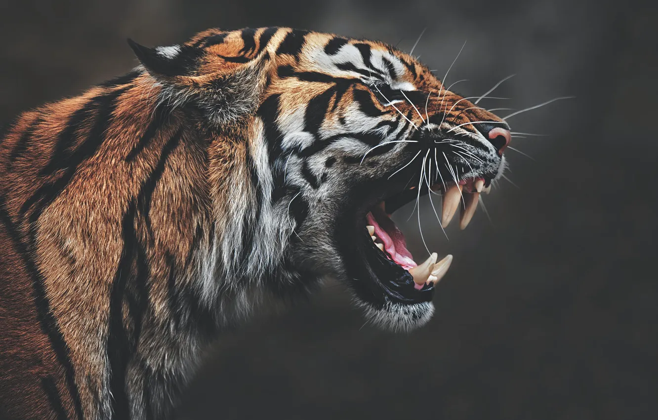 Photo wallpaper face, tiger, the dark background, mouth, fangs, profile, aggression, roar
