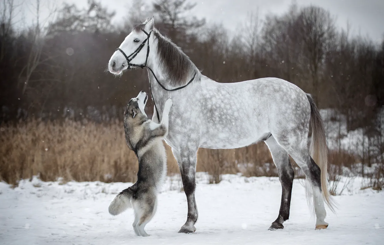 Photo wallpaper winter, snow, horse, horse, dog, husky, stand, bridle