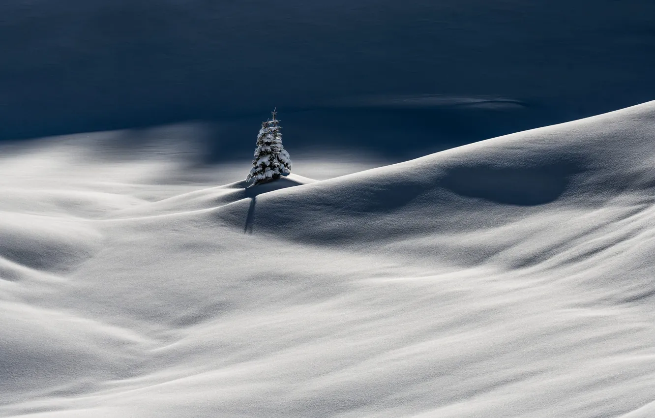 Photo wallpaper winter, light, snow, trees, hills, in the snow, spruce, shadow