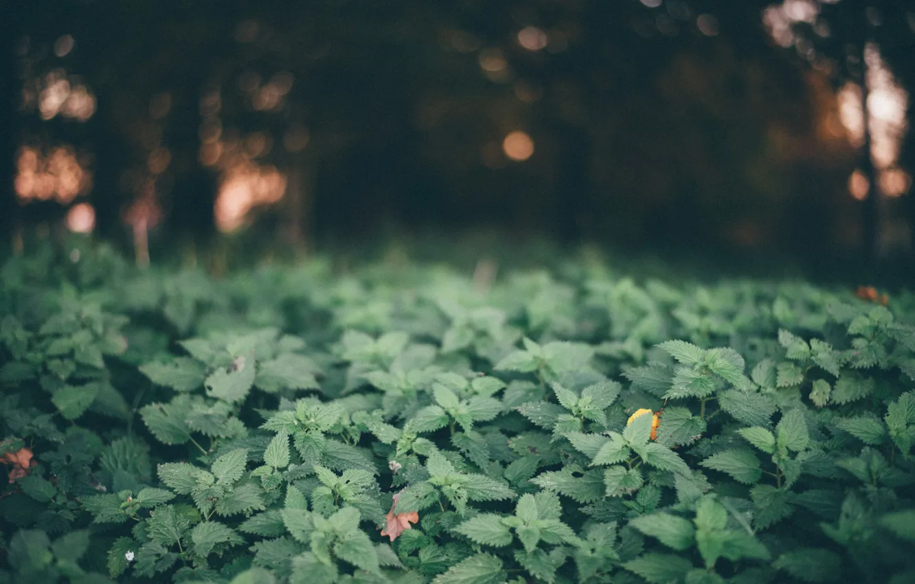 Photo wallpaper leaves, plant, nettle
