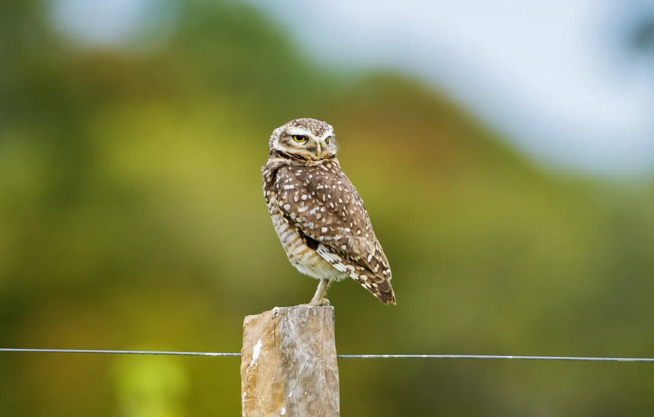 Photo wallpaper owl, bird, the fence